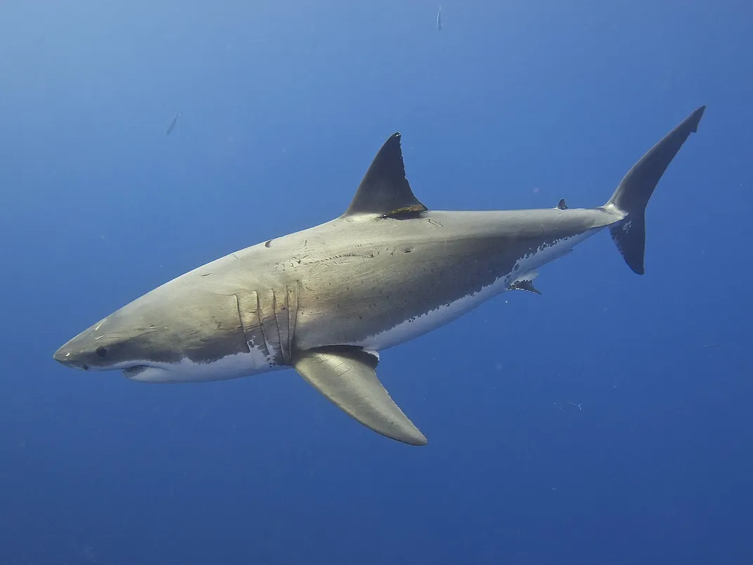 Side view of great white shark swimming underwater