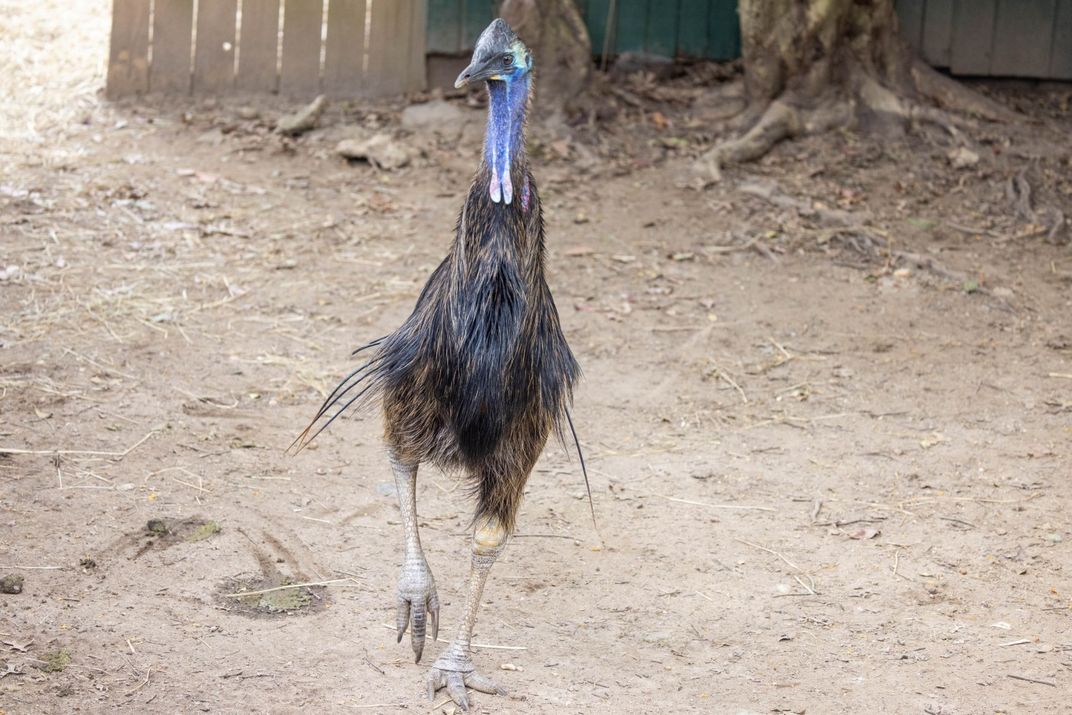 A large, flightless bird called a cassowary running through a sandy yard. It has long feathers, clawed feet and a helmet-like casque on its head.