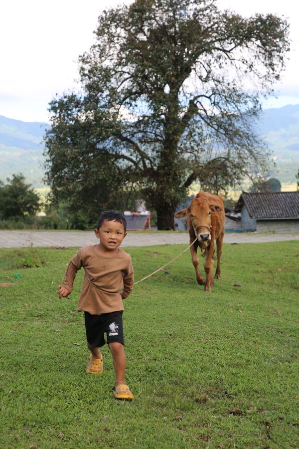 A Happy Boy Herding Cattle thumbnail