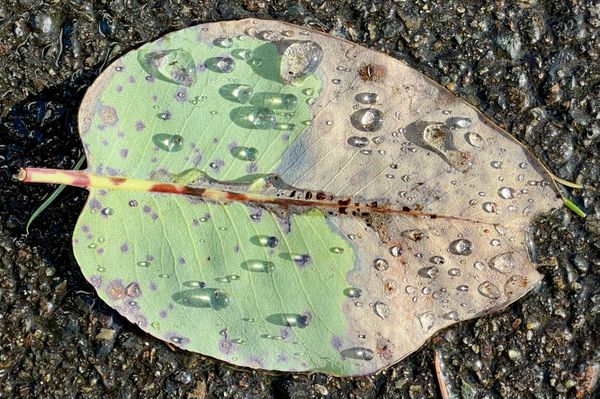 Stunning Beauty: Sidelit Small Raindrop Leaf thumbnail