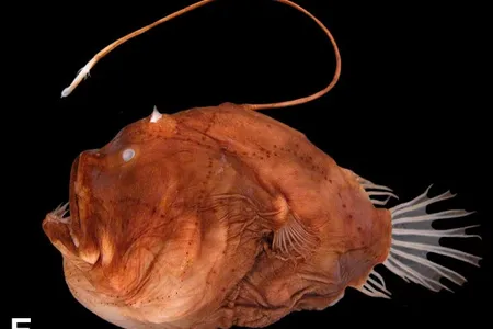 Bufoceratias wedli, a deep-sea anglerfish