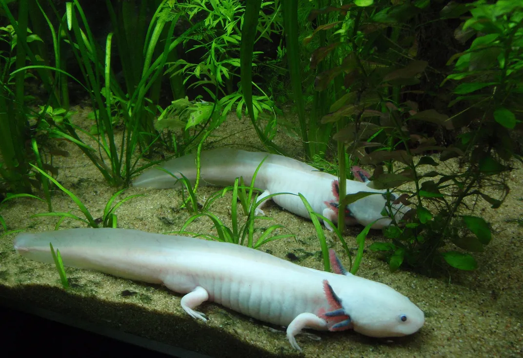 How to Save the Paradoxical Axolotl