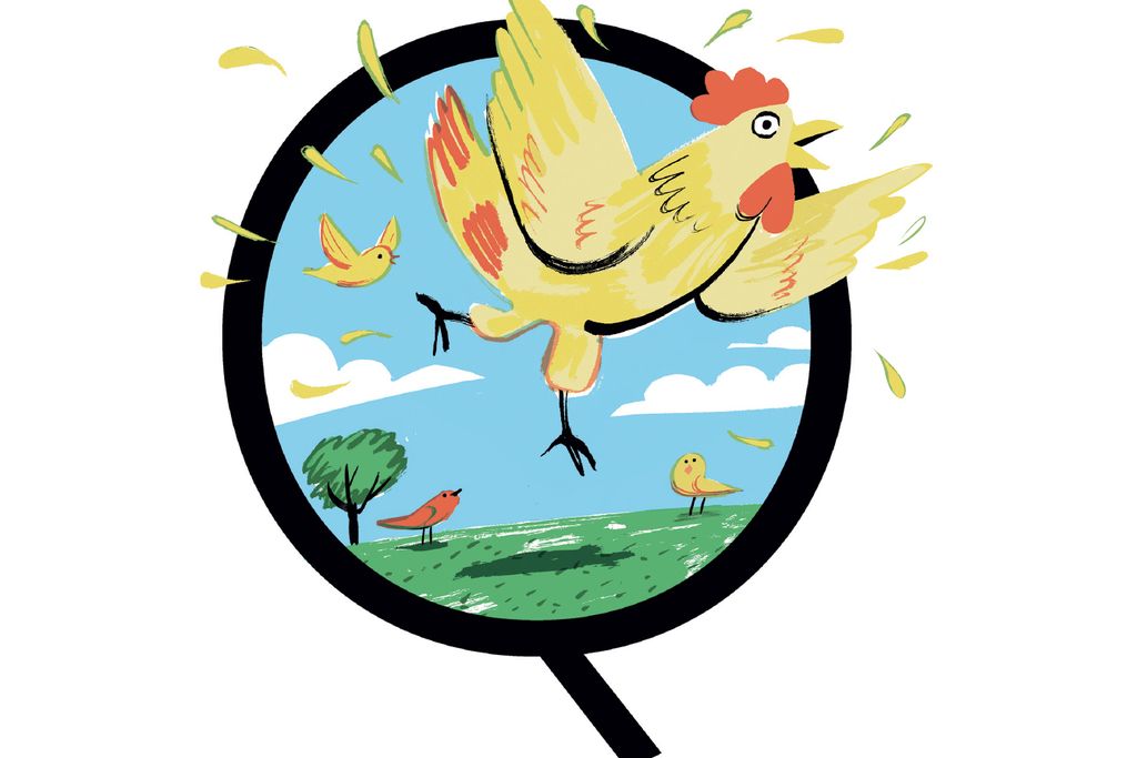 Chicken illustration