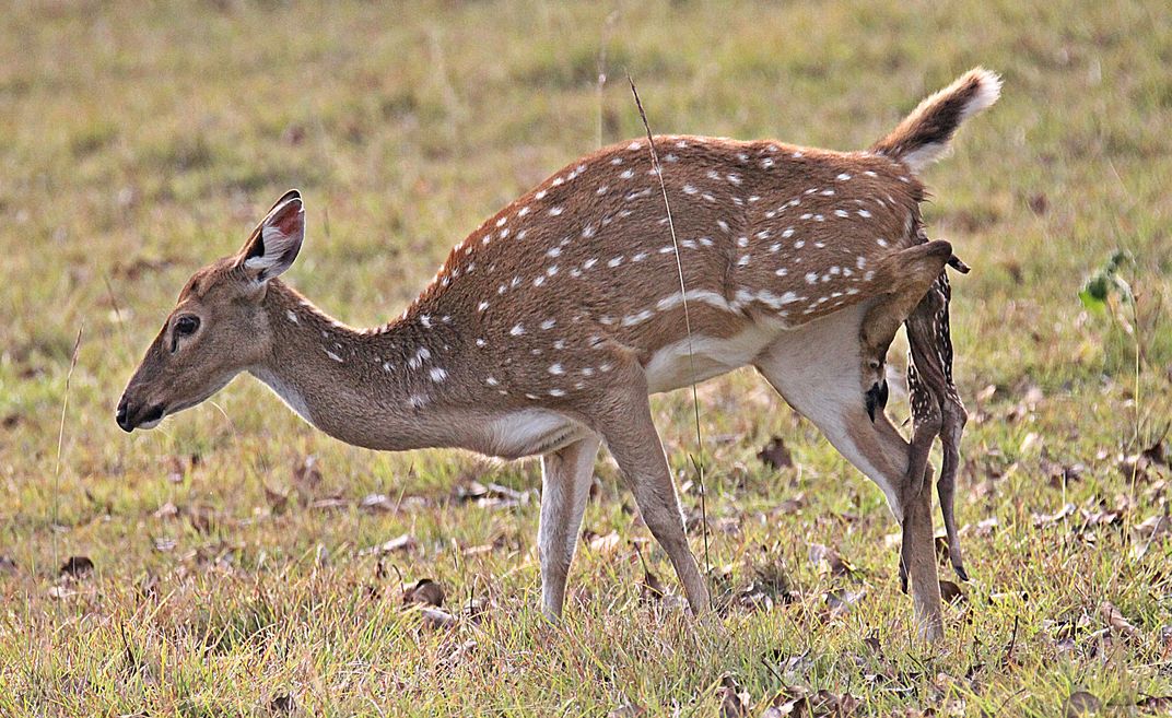 Indian Spotted Deer giving birth to the young one | Smithsonian Photo  Contest | Smithsonian Magazine