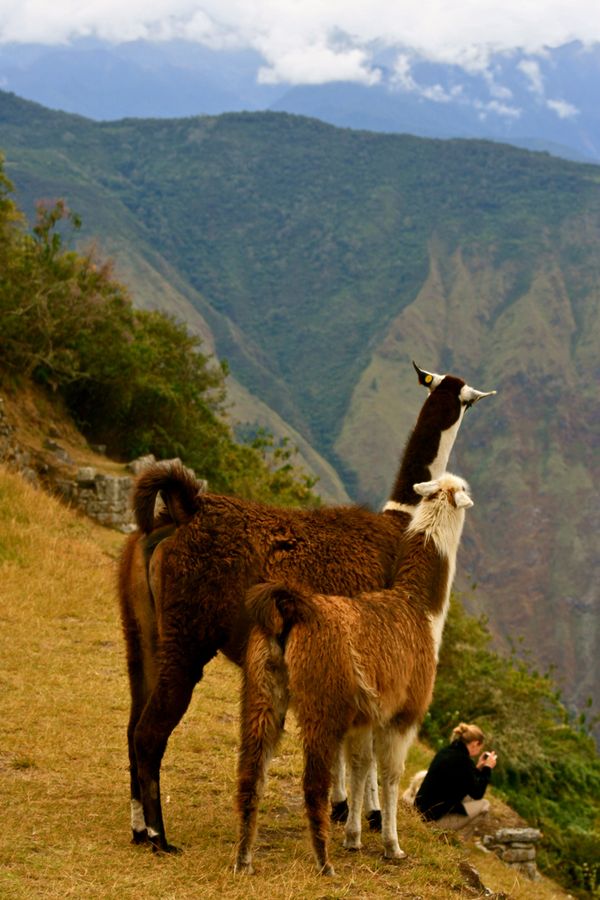 Curious llamas find something of interest thumbnail