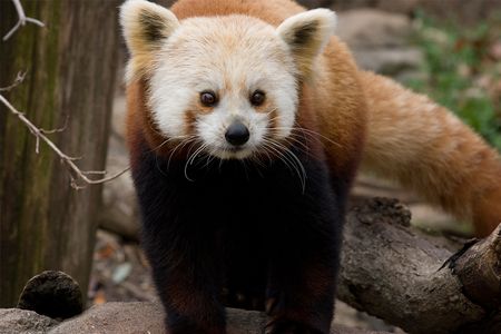 Shama, a red panda at the National Zoo, died August 16.