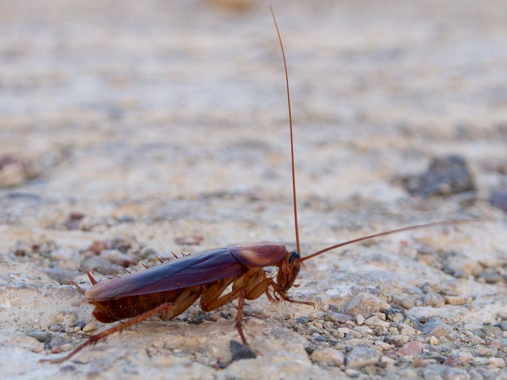 20131009091025roach.jpg