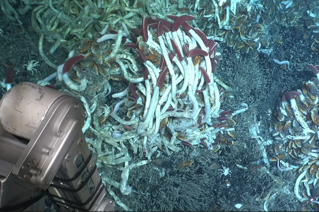 an image of the seafloor with part of the submarine in view