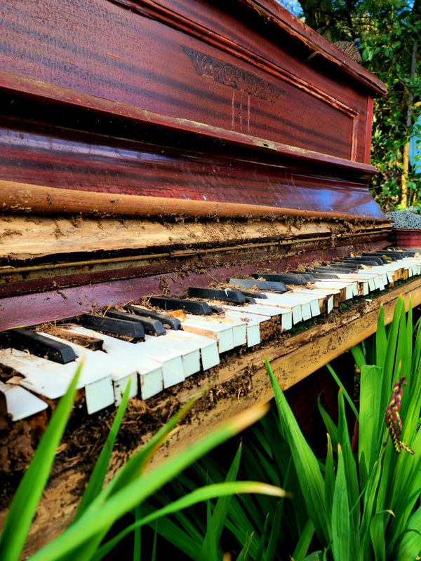 Piano in the Wild thumbnail
