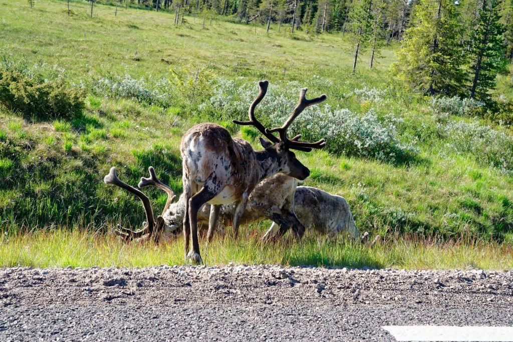 reindeer in Arjeplog Sweden
