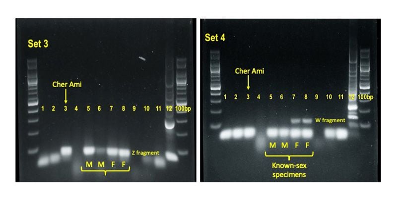Labeled PCR results on black background
