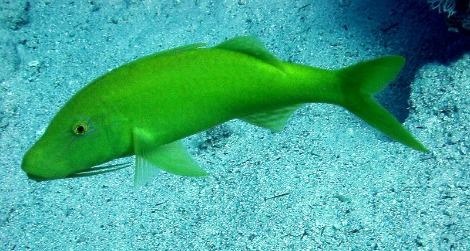 Yellow saddle goatfish