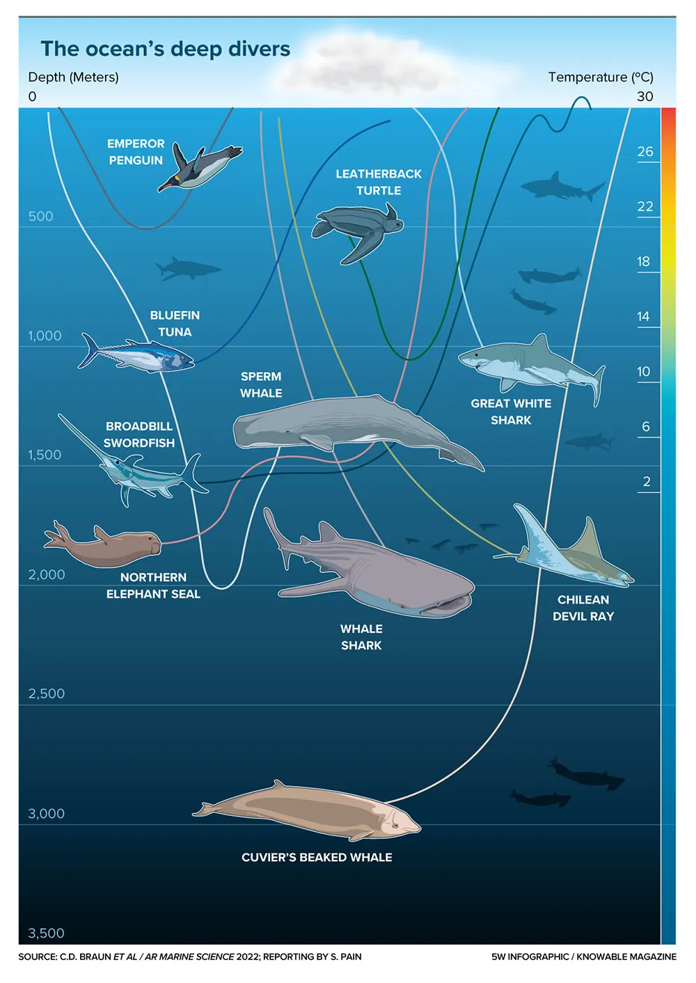 What Are Scientists Learning About the Deepest Diving Creatures in the