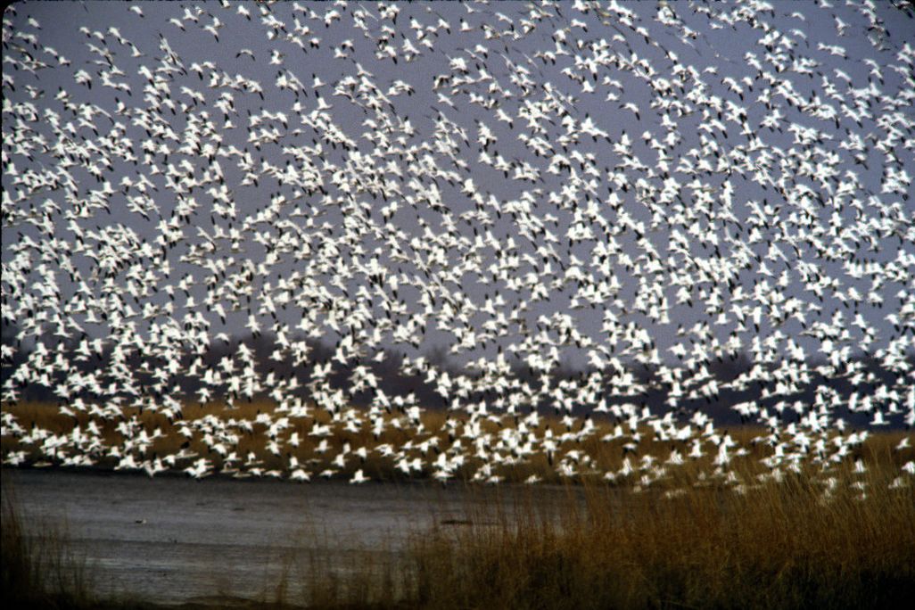 Snow Geese