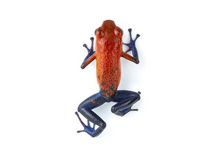 What explains the vivid colors of the strawberry poison-dart frog?