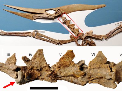 The red arrow points to where the prehistoric shark tooth got lodged in the pterosaur's neck.