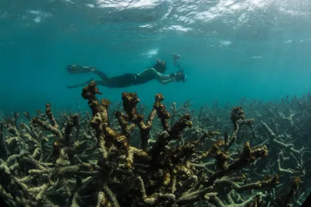 A diver documents dead coral in the Great Barrier Reef near Lizard Island in May 2016 after a bleaching event.