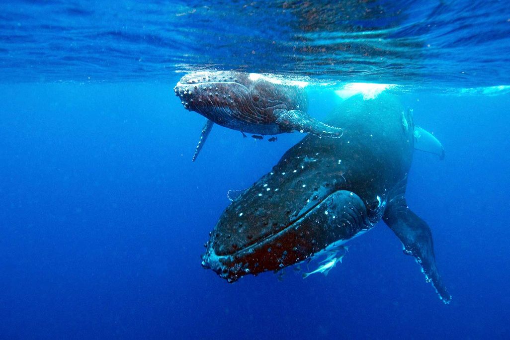 Humpback Whales