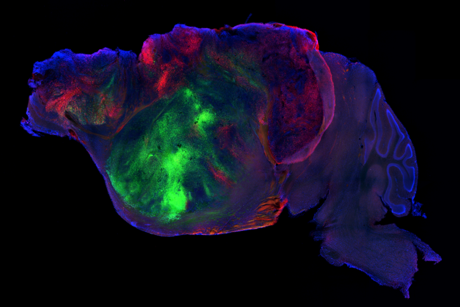 In a research lab in California, mice that look ordinary on the outside scurry around their cages. But these animals are remarkable on the inside: Roughly half 