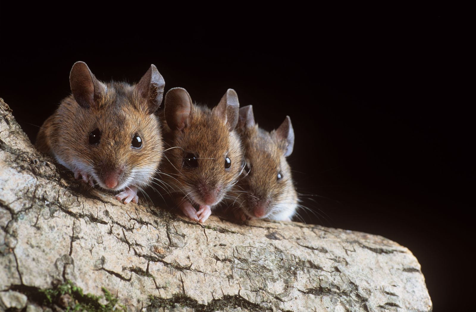 Three mice. Слепые мыши. Apodemus sylvaticus. Слепая мышь. Mouse 3.