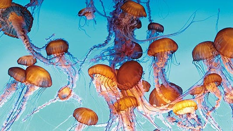 Jellyfish: The Next King of the Sea, Science