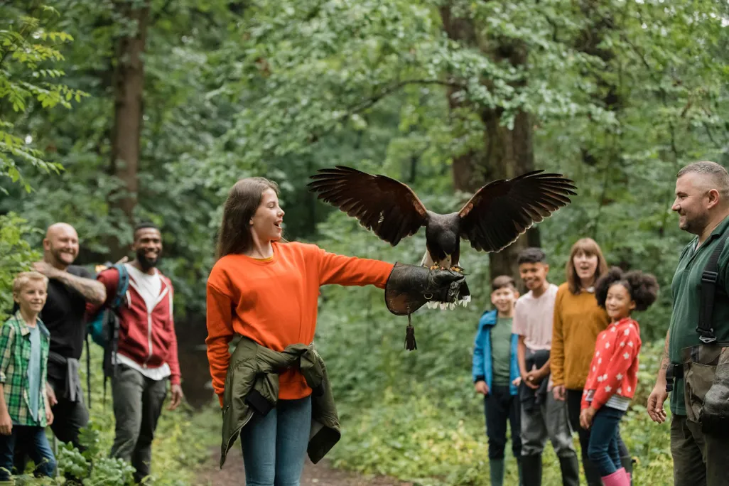 falconry.jpg