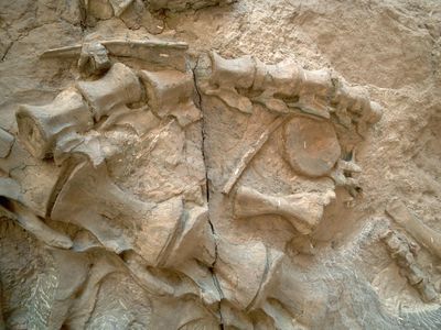 Dinosaur bone fossils at the Dinosaur National Monument in Utah.
