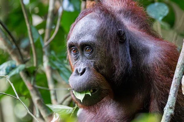 Emerging from the Green thumbnail