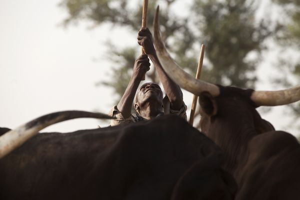 Maradi, Niger - A cattle herder shaking loose nuts from a tree for the herd to eat. thumbnail