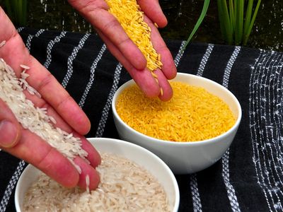 Engineered with genes that boost its beta-carotene content, golden rice (top) comes with a yellowish hue that makes it stand out from typical white rice (bottom)