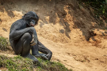 Masturbation may help reduce STIs and increase fertilization in male primates.