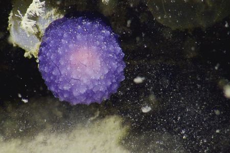 The purple orb, which may be a new species of nudibranch