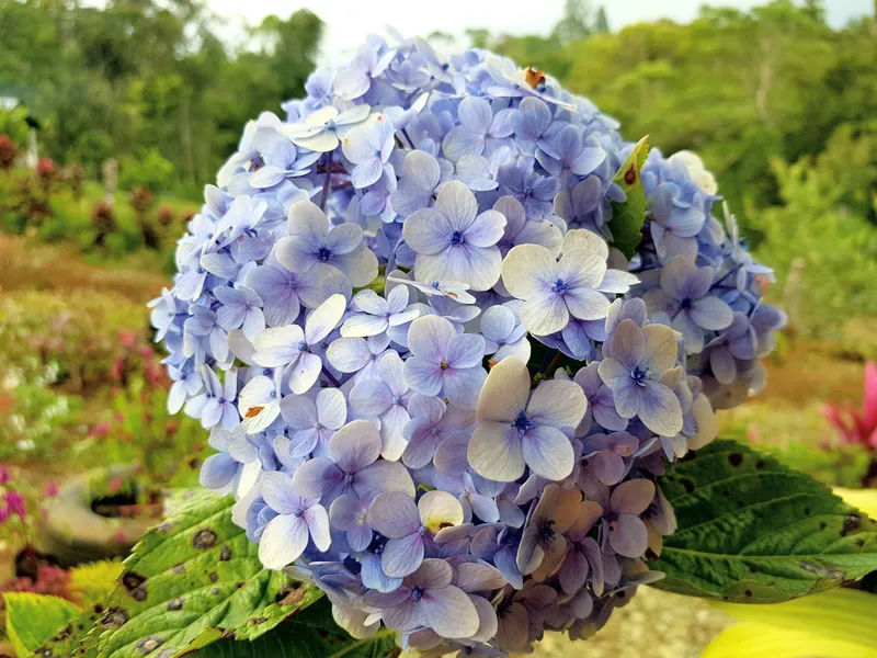 Philippine Hydrangea / Million Flower in lavender Smithsonian Photo