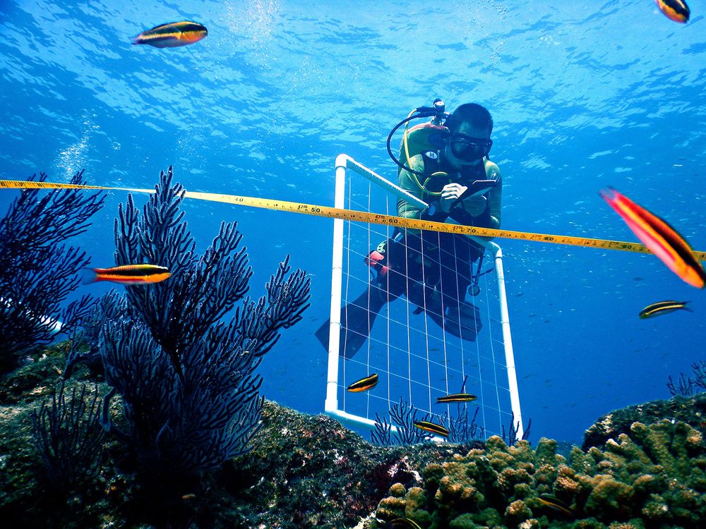 Diver Monitoring Coral Reef