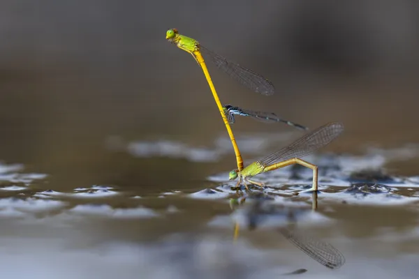 The Interferer thumbnail