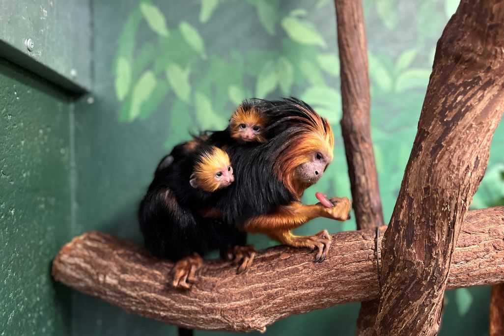 Lola and her babies