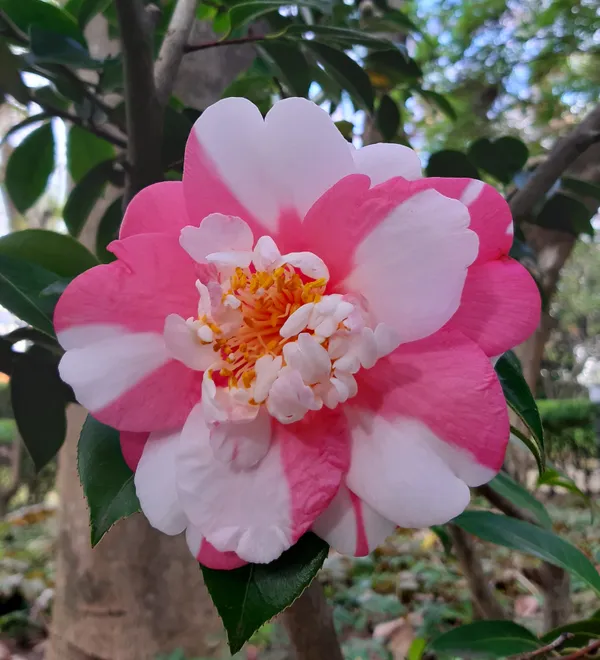 Japanese Camellia in Lisbon Botanical Garden thumbnail