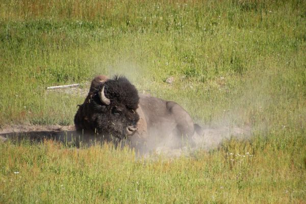 Bison Relaxing in the Dust thumbnail
