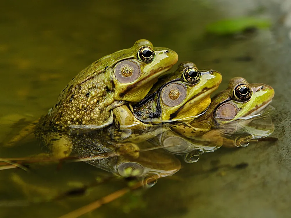 Frogs mating