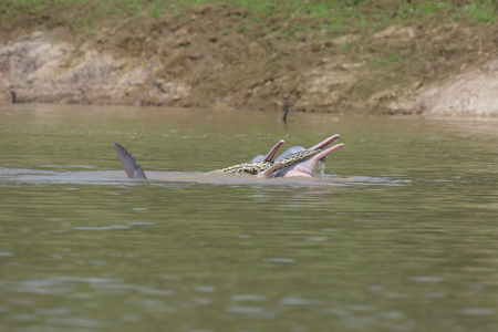 The behavior has not previously been seen, and it was the first time an interaction between a Bolivian river dolphin and a Beni anaconda has ever been recorded.