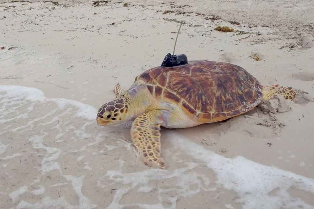 Rare hybrid sea turtle released
