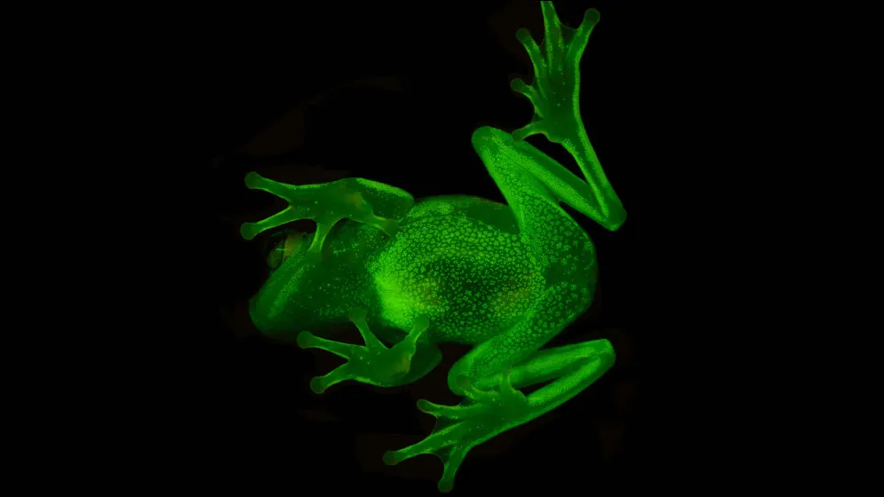 Fluoro Frog 2