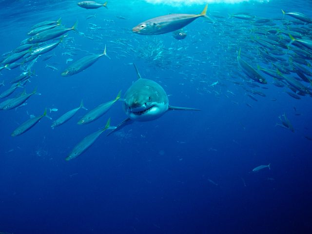 A great white shark cruises through Atlantic waters.