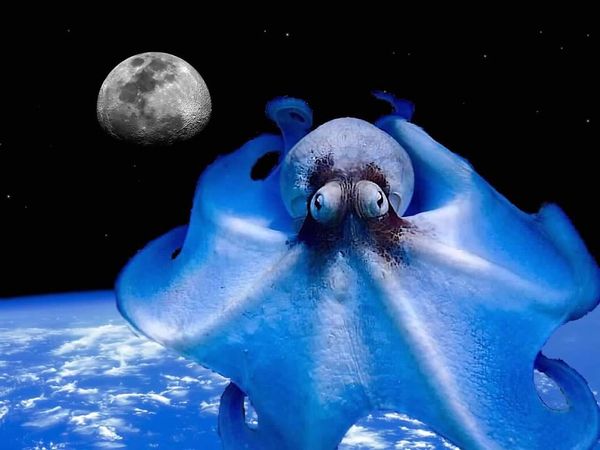Octopus in space thumbnail