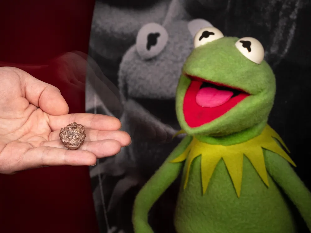 Newly Discovered Fossil from the Smithsonian's Collection Named After  Kermit the Frog, Smithsonian Voices
