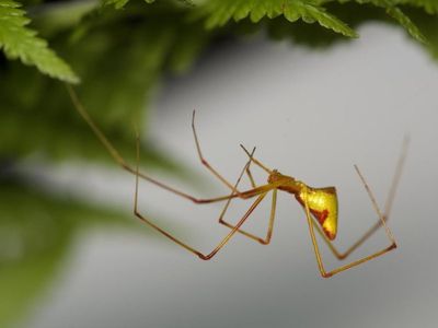 New research sheds light on the stick spider's evolutionary history in Hawaii.