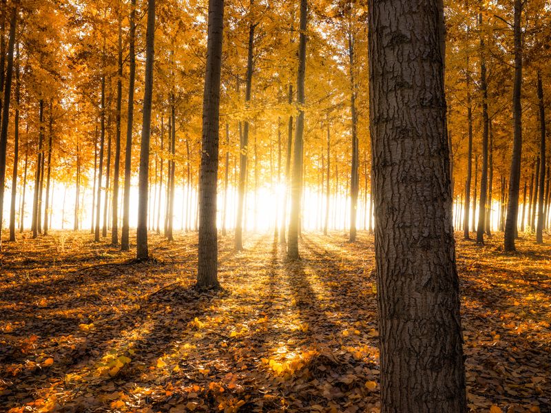Light Shining Through the Trees Smithsonian Photo Contest