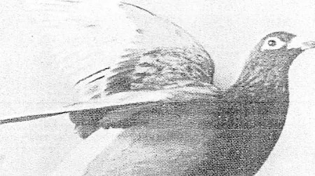 The British pigeon known as Crisp VC brought back news of the sinking of an armed trawler by a German U boat and the heroic death of her captain, Thomas Crisp, who was posthumously awarded the Victoria Cross.