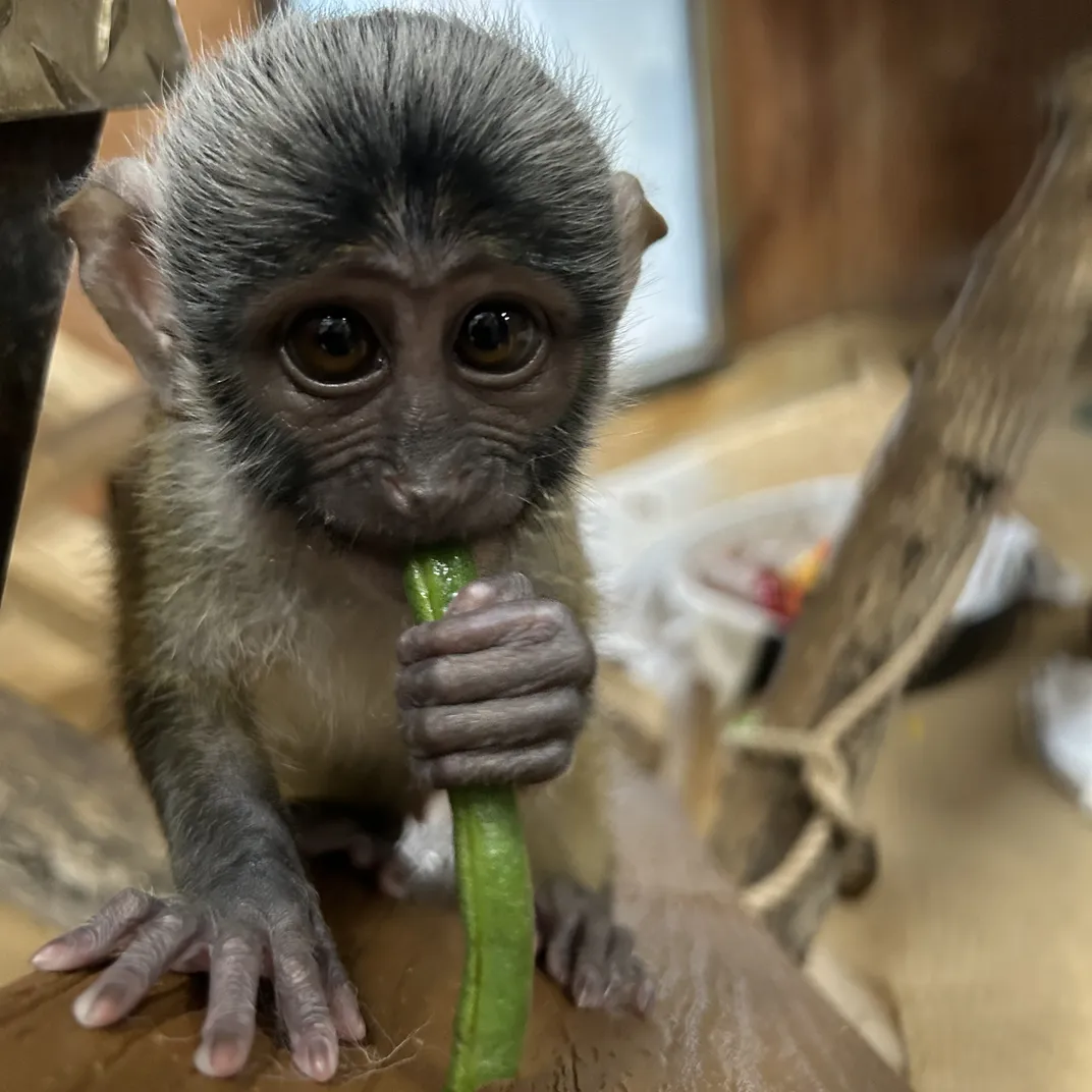 A tiny baby monkey sticks a long green bean in his mouth. The bean makes up half the length of his body.