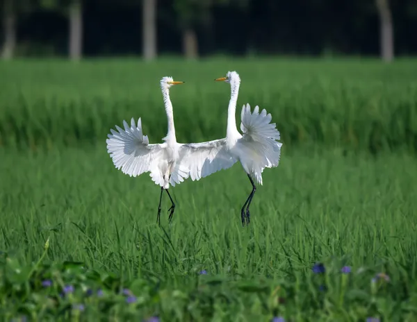 White angels thumbnail